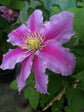 Asao Clematis - Live Plant in a 4 Inch Growers Pot - Clematis &
