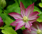 Asao Clematis - Live Plant in a 4 Inch Growers Pot - Clematis &
