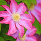 Asao Clematis - Live Plant in a 4 Inch Growers Pot - Clematis &