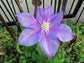 Barbara Jackman Clematis Vine - Live Plant in a 4 Inch Growers Pot - Clematis &