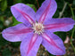 Barbara Jackman Clematis Vine - Live Plant in a 4 Inch Growers Pot - Clematis &