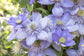 Clematis Blue Light - Live Plant in a 4 Inch Growers Pot - Clematis &