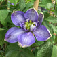 Clematis Blue Light - Live Plant in a 4 Inch Growers Pot - Clematis &