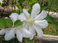 Candida Clematis Vine - Live Plant in a 4 Inch Growers Pot - Clematis &