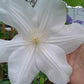 Candida Clematis Vine - Live Plant in a 4 Inch Growers Pot - Clematis &