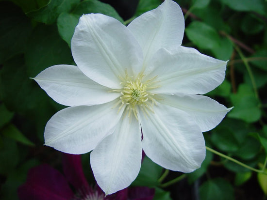 Candida Clematis Vine - Live Plant in a 4 Inch Growers Pot - Clematis &