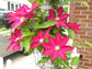 Clematis Cardinal Wyszynski Vine - Live Plant in a 4 Inch Growers Pot - Clematis &