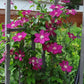 Clematis Cardinal Wyszynski Vine - Live Plant in a 4 Inch Growers Pot - Clematis &