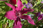 Clematis Cardinal Wyszynski Vine - Live Plant in a 4 Inch Growers Pot - Clematis &