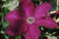 Clematis Cardinal Wyszynski Vine - Live Plant in a 4 Inch Growers Pot - Clematis &
