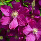 Clematis Cardinal Wyszynski Vine - Live Plant in a 4 Inch Growers Pot - Clematis &