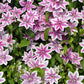 Clematis Carnaby - Live Plant in a 4 Inch Growers Pot - Clematis &