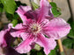 Clematis Carnaby - Live Plant in a 4 Inch Growers Pot - Clematis &