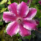 Clematis Carnaby - Live Plant in a 4 Inch Growers Pot - Clematis &