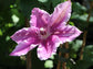 Clematis Carnaby - Live Plant in a 4 Inch Growers Pot - Clematis &