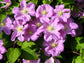 Clematis Comtesse de Bouchard - Live Plant in a 4 Inch Growers Pot - Clematis &