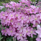Clematis Comtesse de Bouchard - Live Plant in a 4 Inch Growers Pot - Clematis &