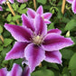 Clematis Dr. Rupple - Live Plant in a 4 Inch Growers Pot - Clematis &