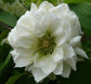 Clematis Dutchess of Edinburgh - Live Plant in a 4 Inch Growers Pot - Clematis &