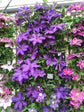 Clematis Elsa Spath - Live Plant in a 4 Inch Growers Pot - Clematis &