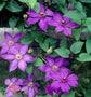 Clematis Elsa Spath - Live Plant in a 4 Inch Growers Pot - Clematis &