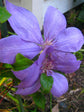 Clematis Elsa Spath - Live Plant in a 4 Inch Growers Pot - Clematis &
