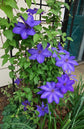 Clematis Elsa Spath - Live Plant in a 4 Inch Growers Pot - Clematis &