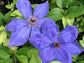 Clematis Elsa Spath - Live Plant in a 4 Inch Growers Pot - Clematis &