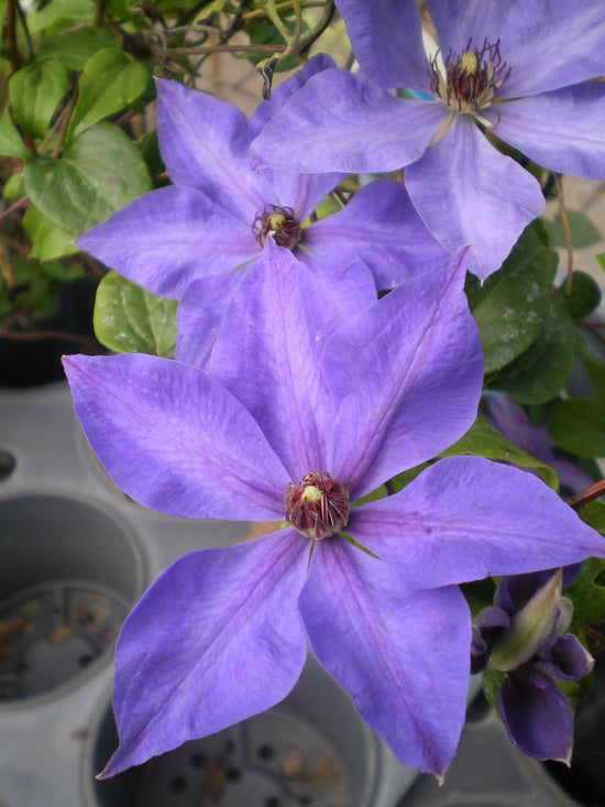 Clematis Elsa Spath - Live Plant in a 4 Inch Growers Pot - Clematis &