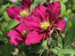Clematis Fireflame - Live Plant in a 4 Inch Growers Pot - Clematis &