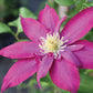 Clematis Fireflame - Live Plant in a 4 Inch Growers Pot - Clematis &