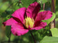 Clematis Fireflame - Live Plant in a 4 Inch Growers Pot - Clematis &