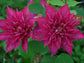 Clematis Fireflame - Live Plant in a 4 Inch Growers Pot - Clematis &