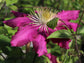 Clematis Fireflame - Live Plant in a 4 Inch Growers Pot - Clematis &