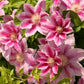 Clematis Fireworks - Live Plant in a 4 Inch Growers Pot - Clematis &