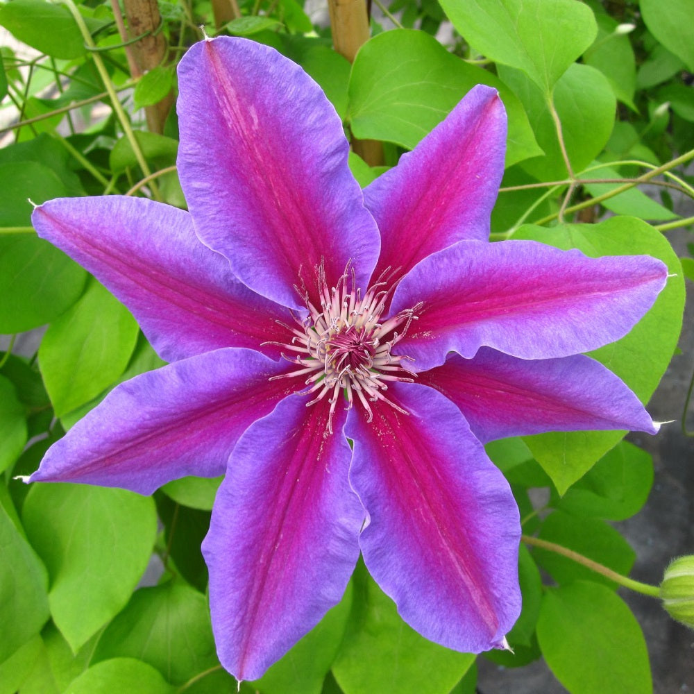 Calmitis Clematis Fireworks - Live Plant in a 4 Inch Growers Pot - Clematis 'Fi ...