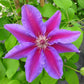 Clematis Fireworks - Live Plant in a 4 Inch Growers Pot - Clematis &