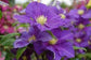 Clematis General Sikorski - Live Plant in a 4 Inch Growers Pot - Clematis &