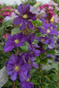 Clematis General Sikorski - Live Plant in a 4 Inch Growers Pot - Clematis &