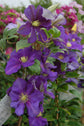 Clematis General Sikorski - Live Plant in a 4 Inch Growers Pot - Clematis &