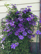 Clematis General Sikorski - Live Plant in a 4 Inch Growers Pot - Clematis &
