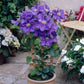 Clematis General Sikorski - Live Plant in a 4 Inch Growers Pot - Clematis &