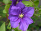 Clematis General Sikorski - Live Plant in a 4 Inch Growers Pot - Clematis &