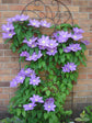 Clematis HF Young - Live Plant in a 4 Inch Growers Pot - Clematis &