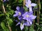 Clematis HF Young - Live Plant in a 4 Inch Growers Pot - Clematis &