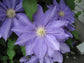 Clematis HF Young - Live Plant in a 4 Inch Growers Pot - Clematis &