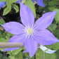 Clematis HF Young - Live Plant in a 4 Inch Growers Pot - Clematis &