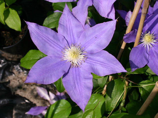 Clematis HF Young - Live Plant in a 4 Inch Growers Pot - Clematis &