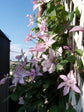 Clematis Hagley Hybrid - Live Plant in a 4 Inch Growers Pot - Clematis &