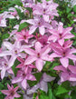 Clematis Hagley Hybrid - Live Plant in a 4 Inch Growers Pot - Clematis &
